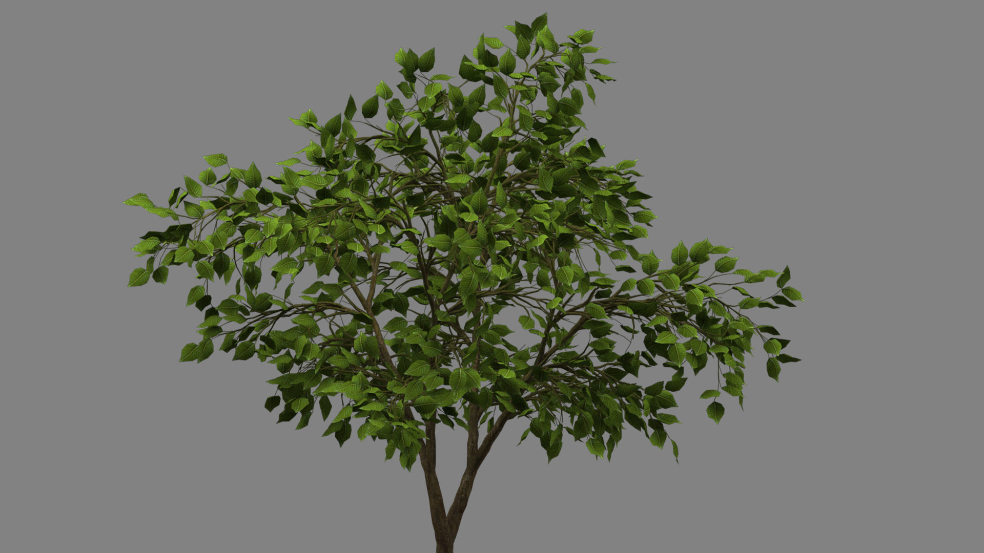 tree   high-poly textured  3D model_15