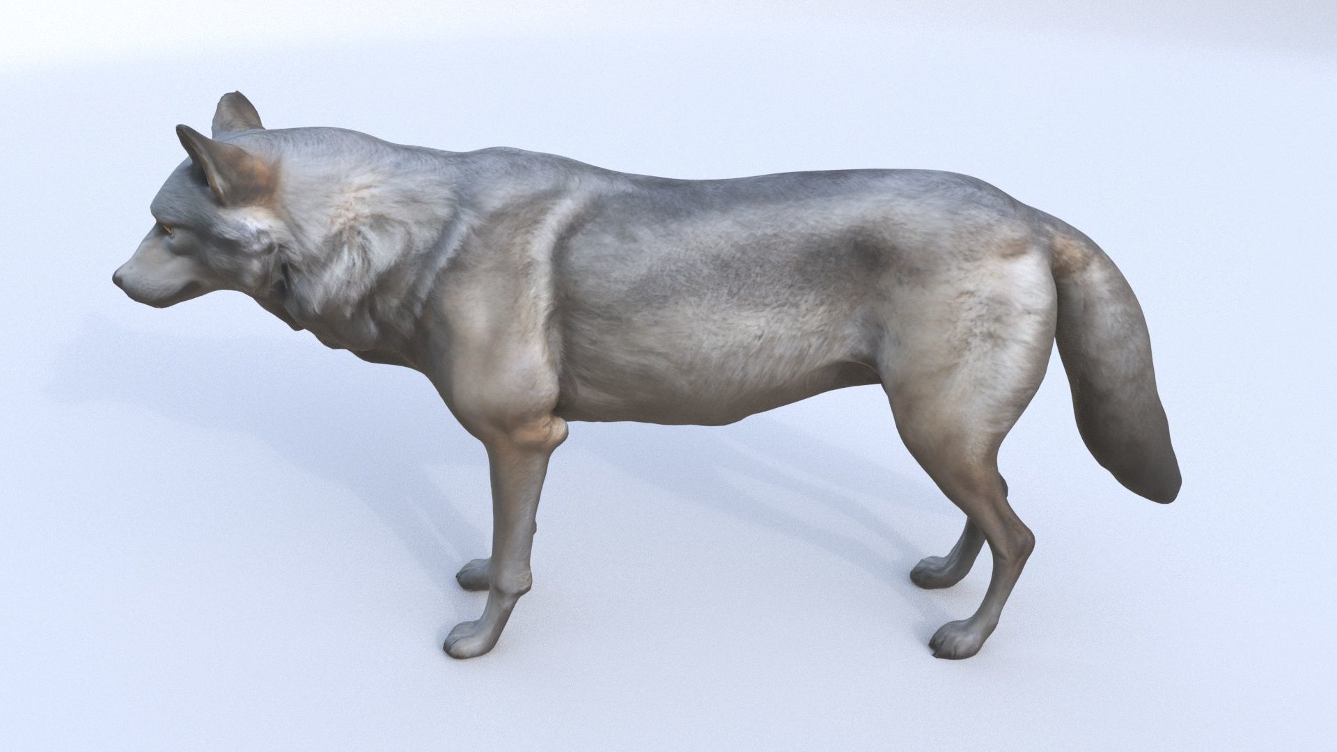 Wolf 3D model_2