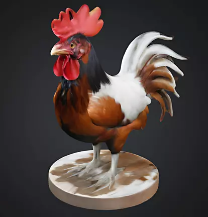 Cockerel 3D print model