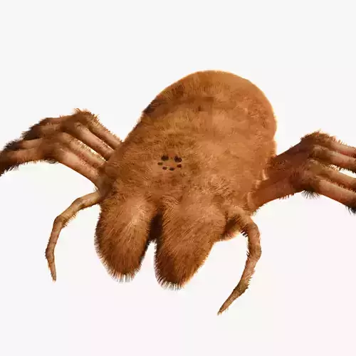 Prehistoric Spider