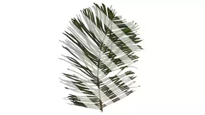 Anydrafts Araucaria cunninghamii Atlas 02