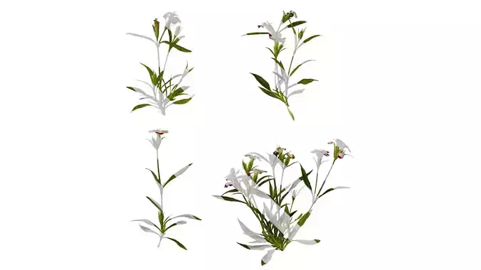 Anydrafts Dianthus olivia Atlas 01