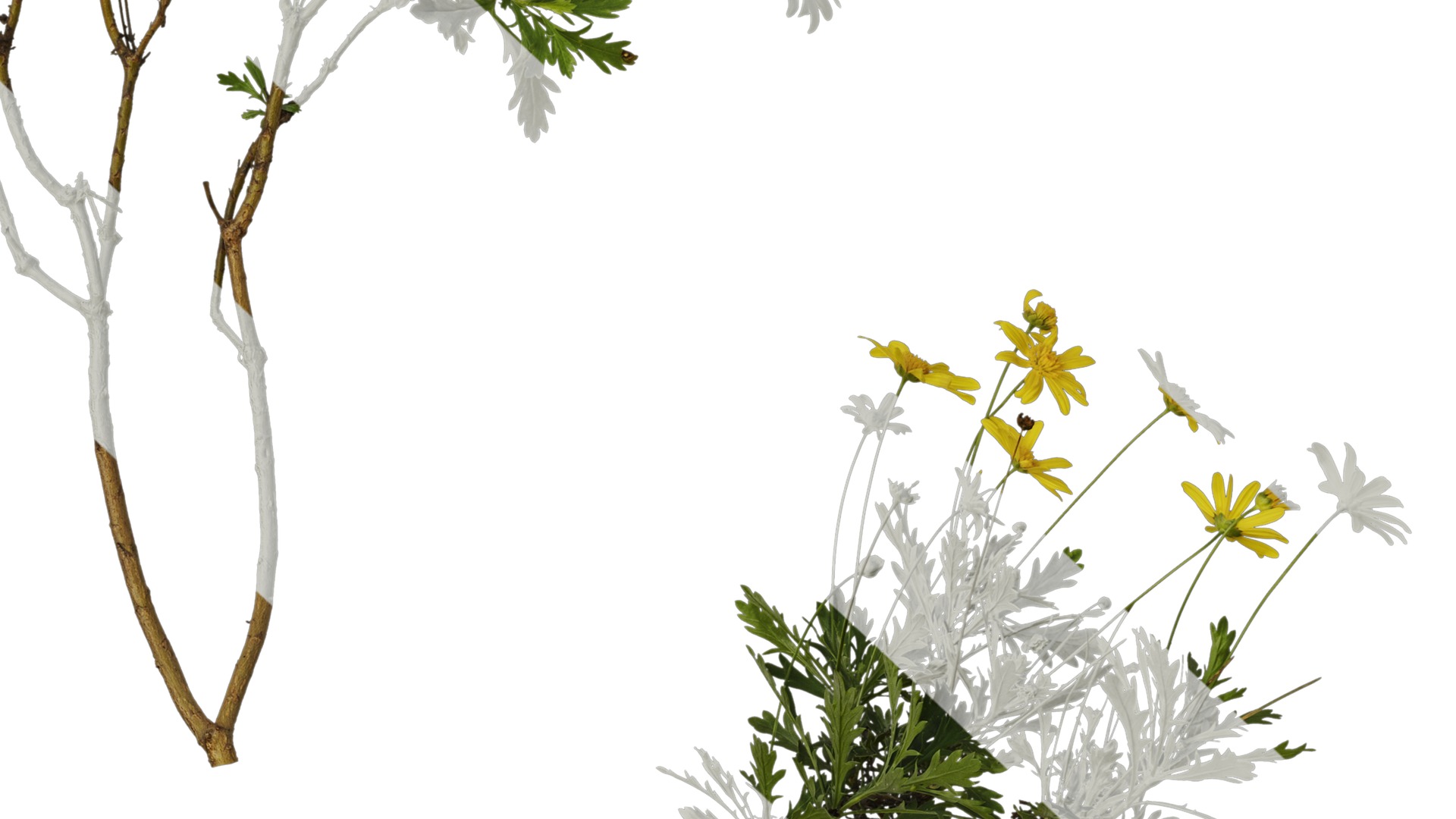 Anydrafts Euryops chrysanthemoides Atlas 04 Texture_7