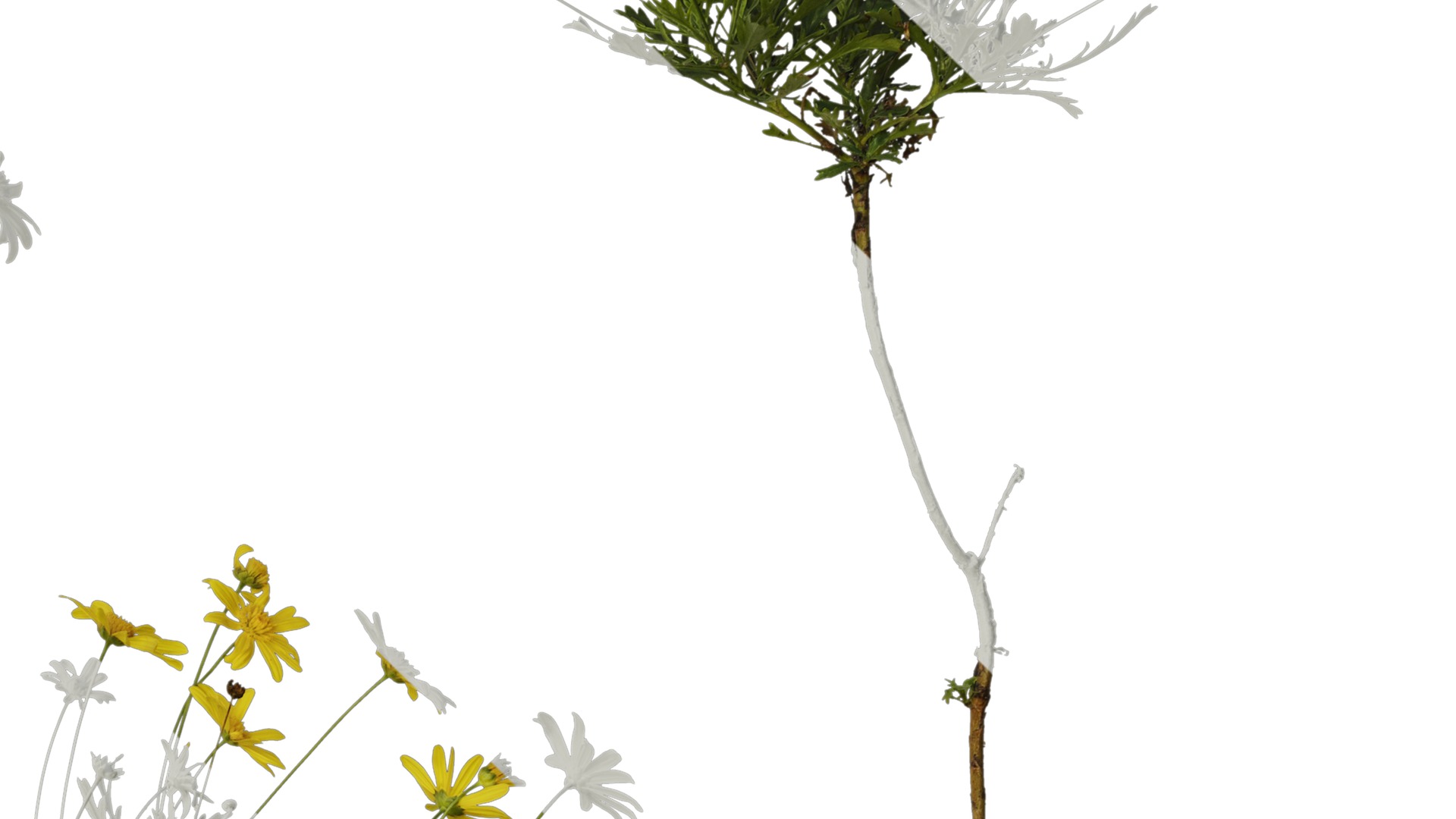 Anydrafts Euryops chrysanthemoides Atlas 04 Texture_4