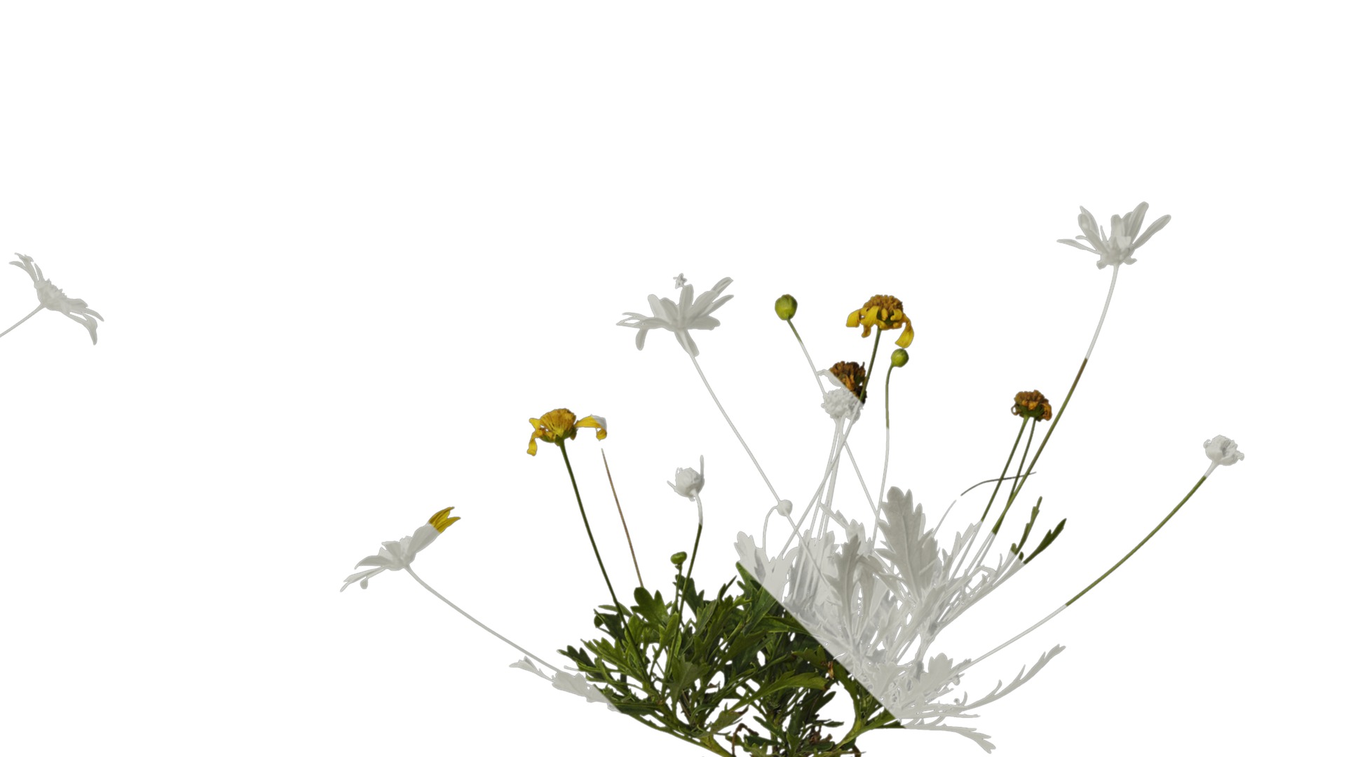 Anydrafts Euryops chrysanthemoides Atlas 04 Texture_2