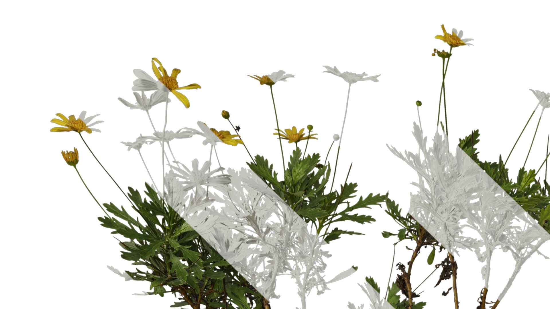 Anydrafts Euryops chrysanthemoides Atlas 04 Texture_1