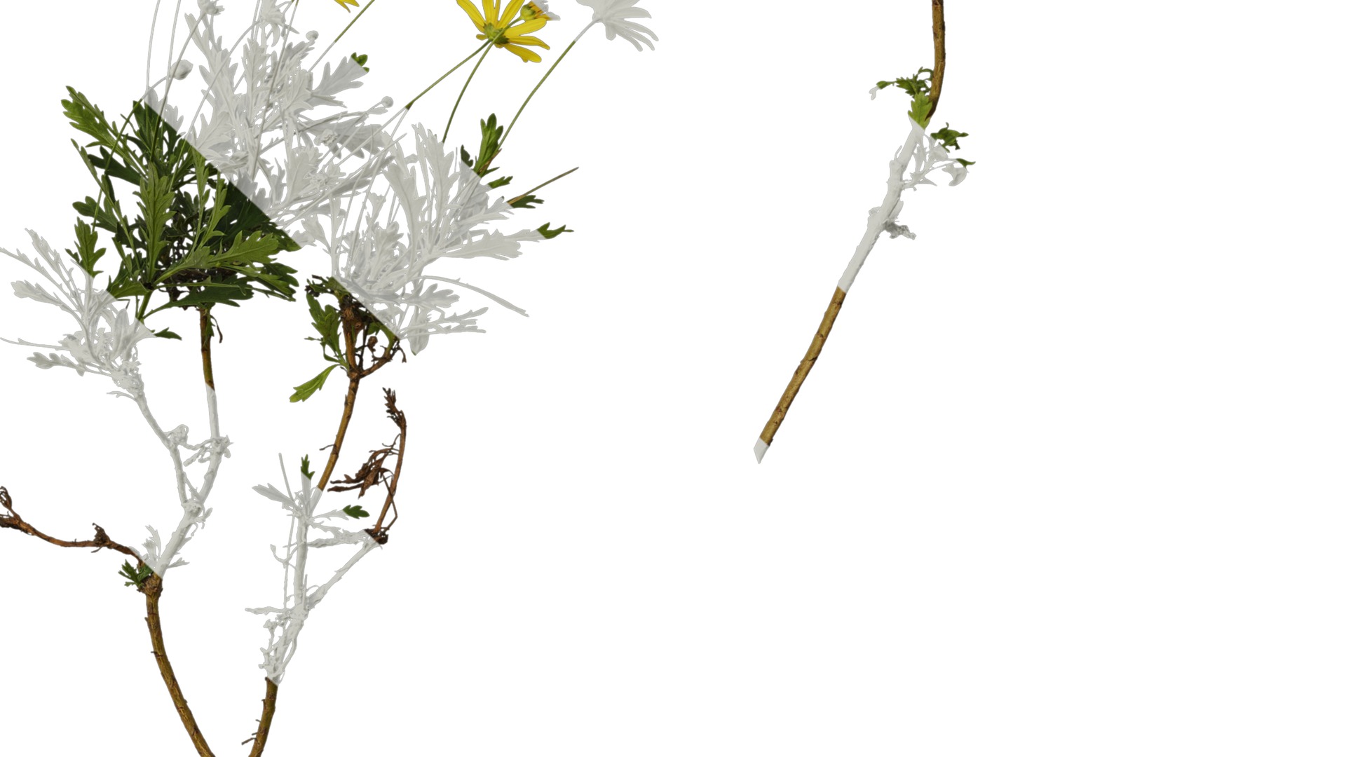 Anydrafts Euryops chrysanthemoides Atlas 04 Texture_6