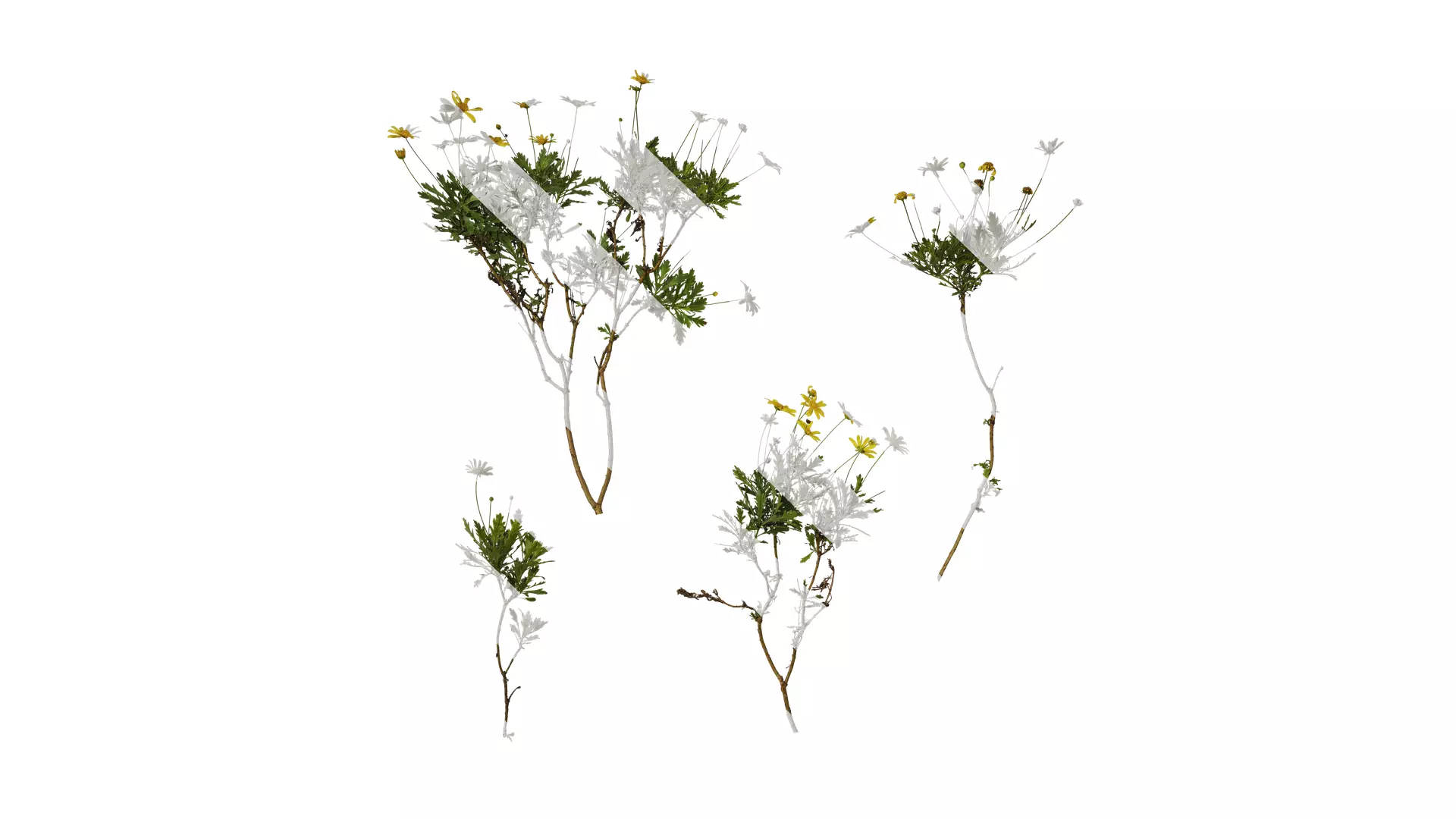 Anydrafts Euryops chrysanthemoides Atlas 04 Texture_0