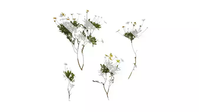 Anydrafts Euryops chrysanthemoides Atlas 04