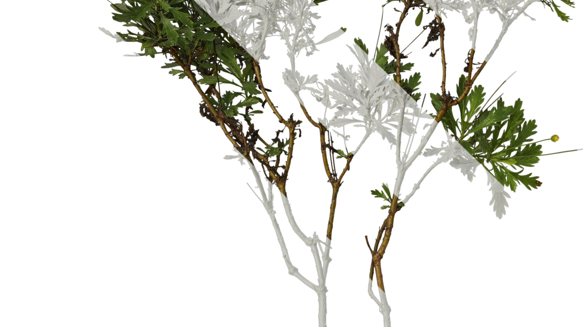 Anydrafts Euryops chrysanthemoides Atlas 04 Texture_3