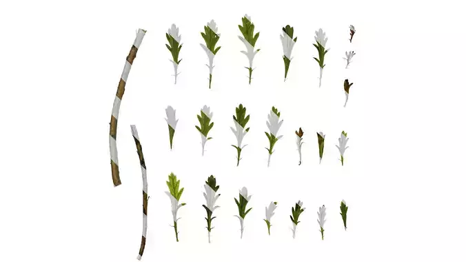 Anydrafts Euryops chrysanthemoides Leaf 02