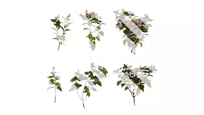 Anydrafts Fuchsia hybrida Atlas 02