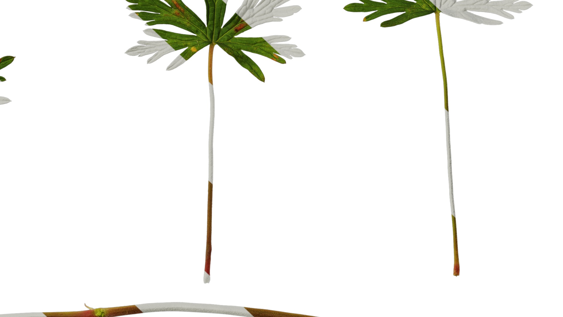 Anydrafts Geranium wilfordii Leaf 01 Texture_6