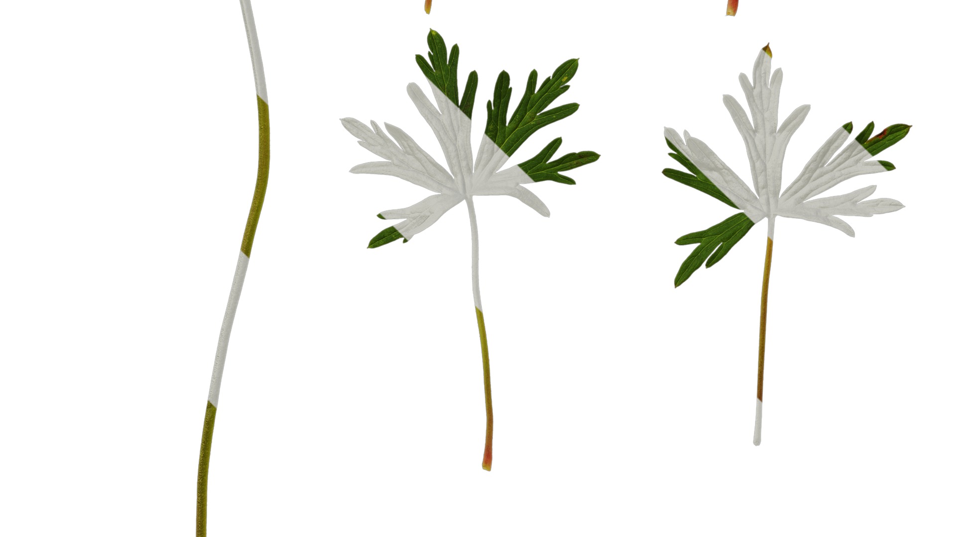 Anydrafts Geranium wilfordii Leaf 01 Texture_5