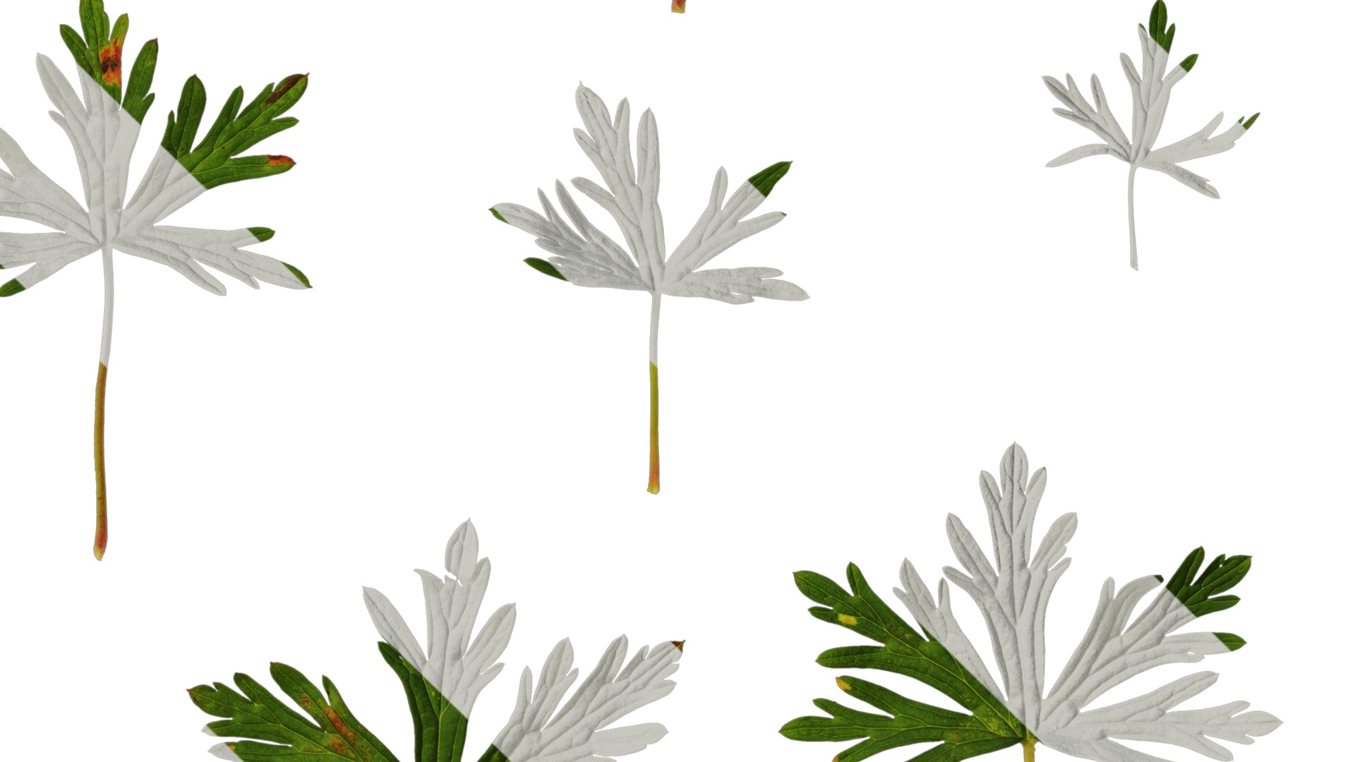 Anydrafts Geranium wilfordii Leaf 01 Texture_4