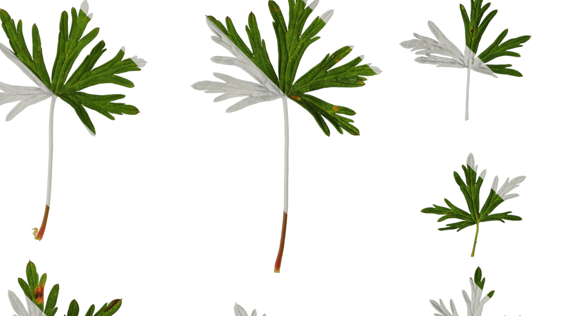 Anydrafts Geranium wilfordii Leaf 01 Texture_2