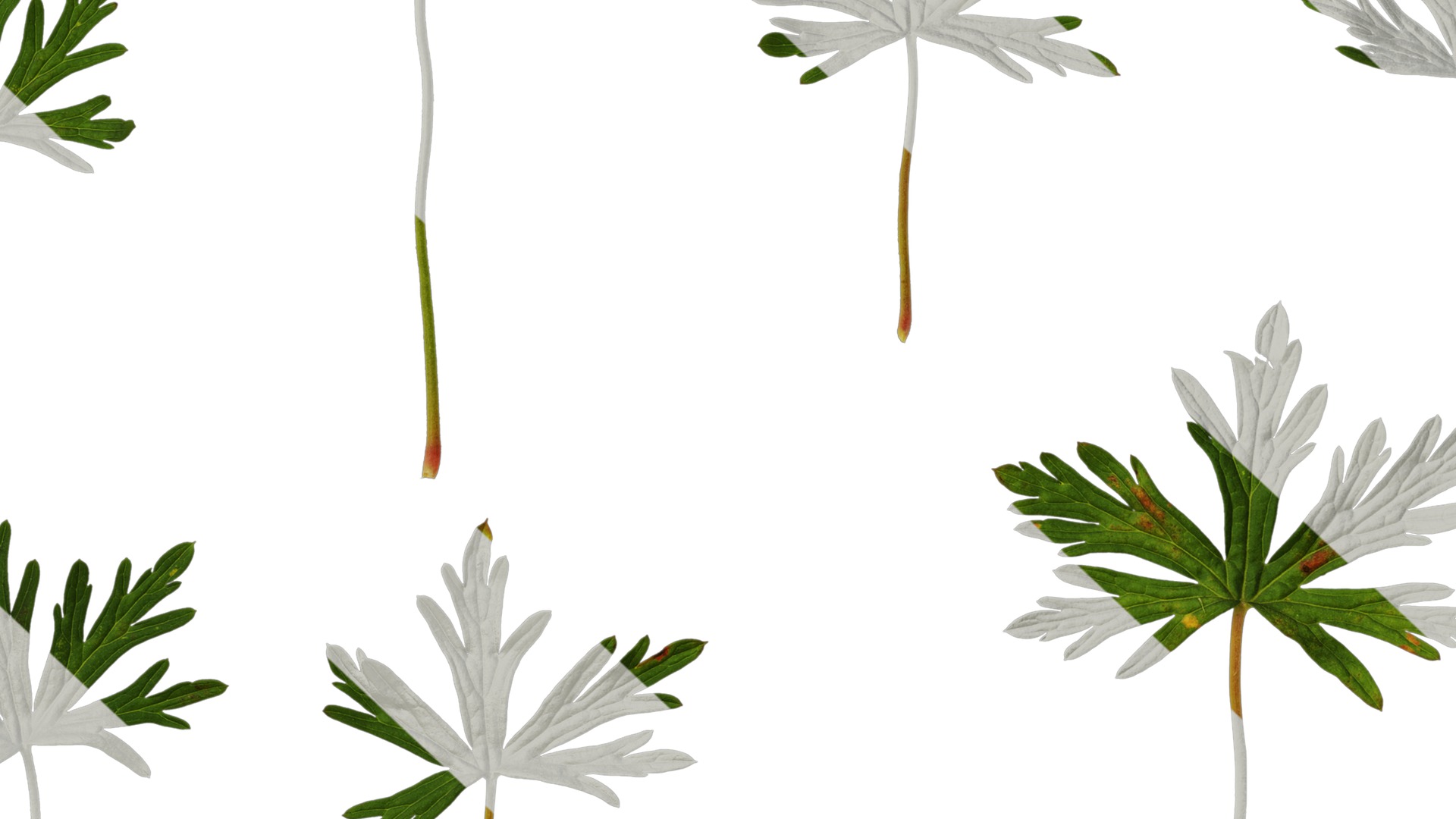 Anydrafts Geranium wilfordii Leaf 01 Texture_7