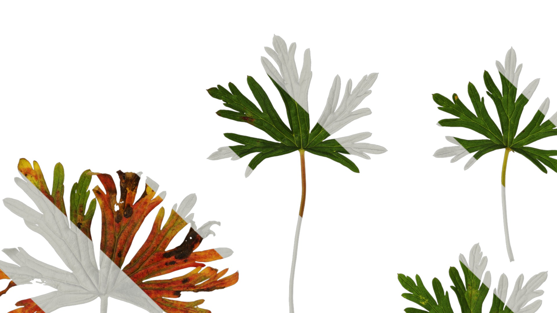 Anydrafts Geranium wilfordii Leaf 01 Texture_1