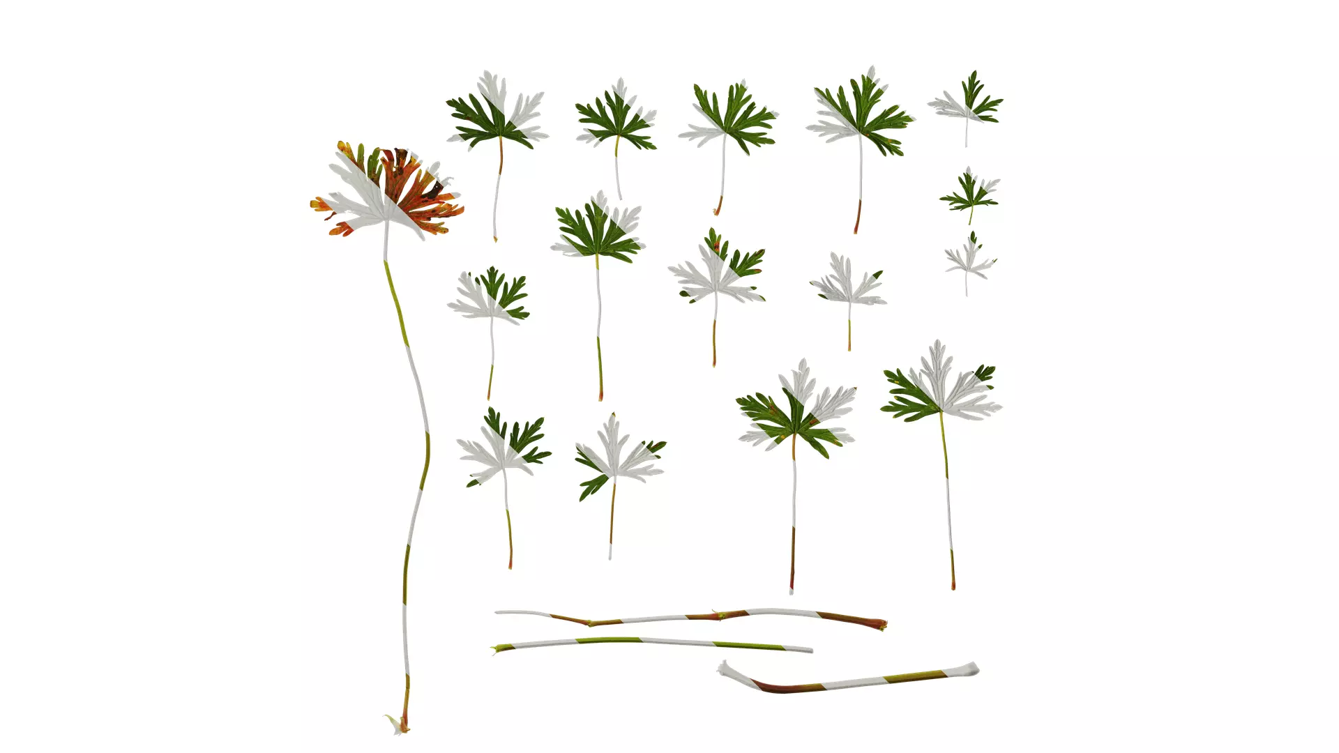 Anydrafts Geranium wilfordii Leaf 01 Texture_0