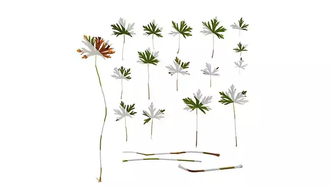 Anydrafts Geranium wilfordii Leaf 01 Texture