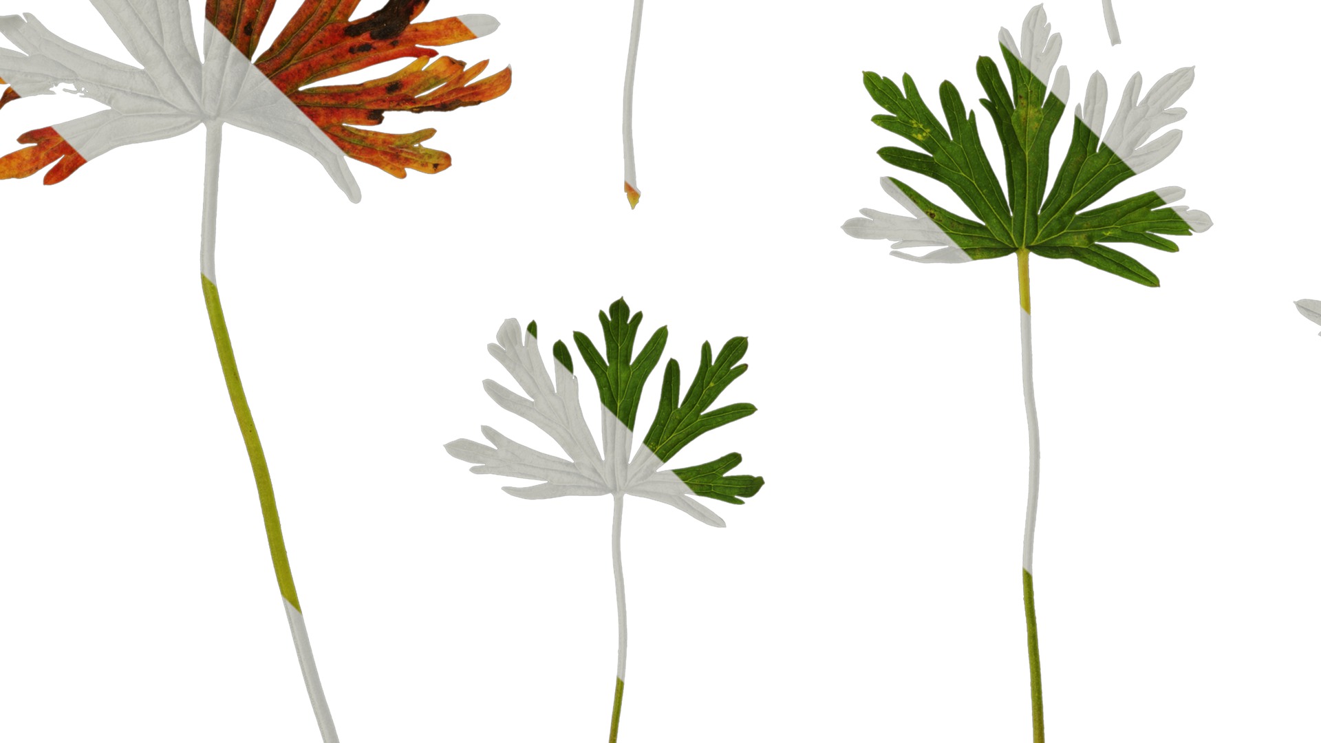 Anydrafts Geranium wilfordii Leaf 01 Texture_3