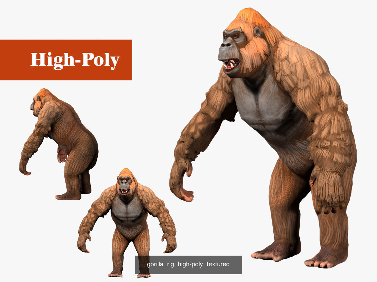 gorilla   bear  rig  high-poly  textured 3D Model Collection_3