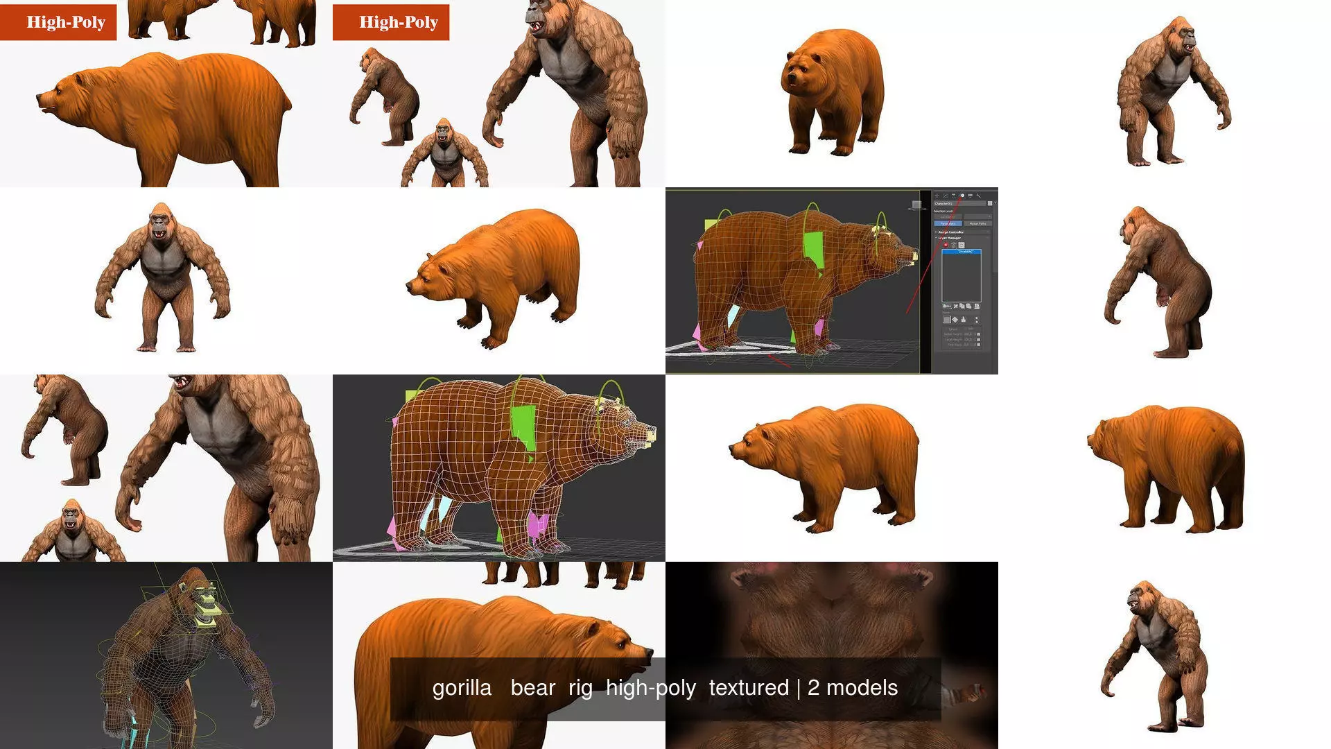 gorilla   bear  rig  high-poly  textured 3D Model Collection_1