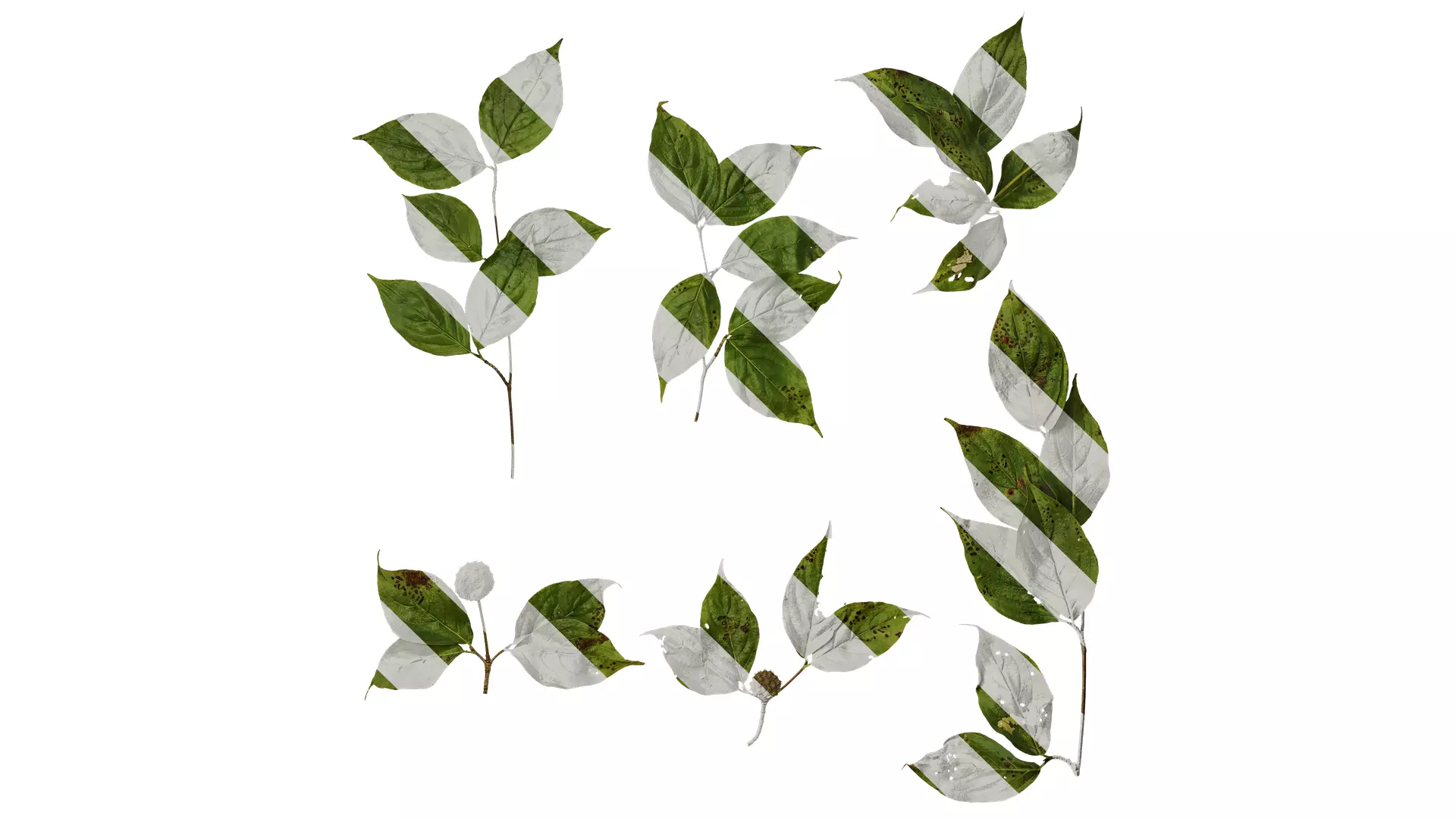 Anydrafts Cornus multinervosa Atlas 01 Texture