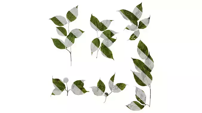 Anydrafts Cornus multinervosa Atlas 01