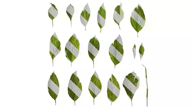 Anydrafts Hydrangea macrophylla maculata Leaf 01