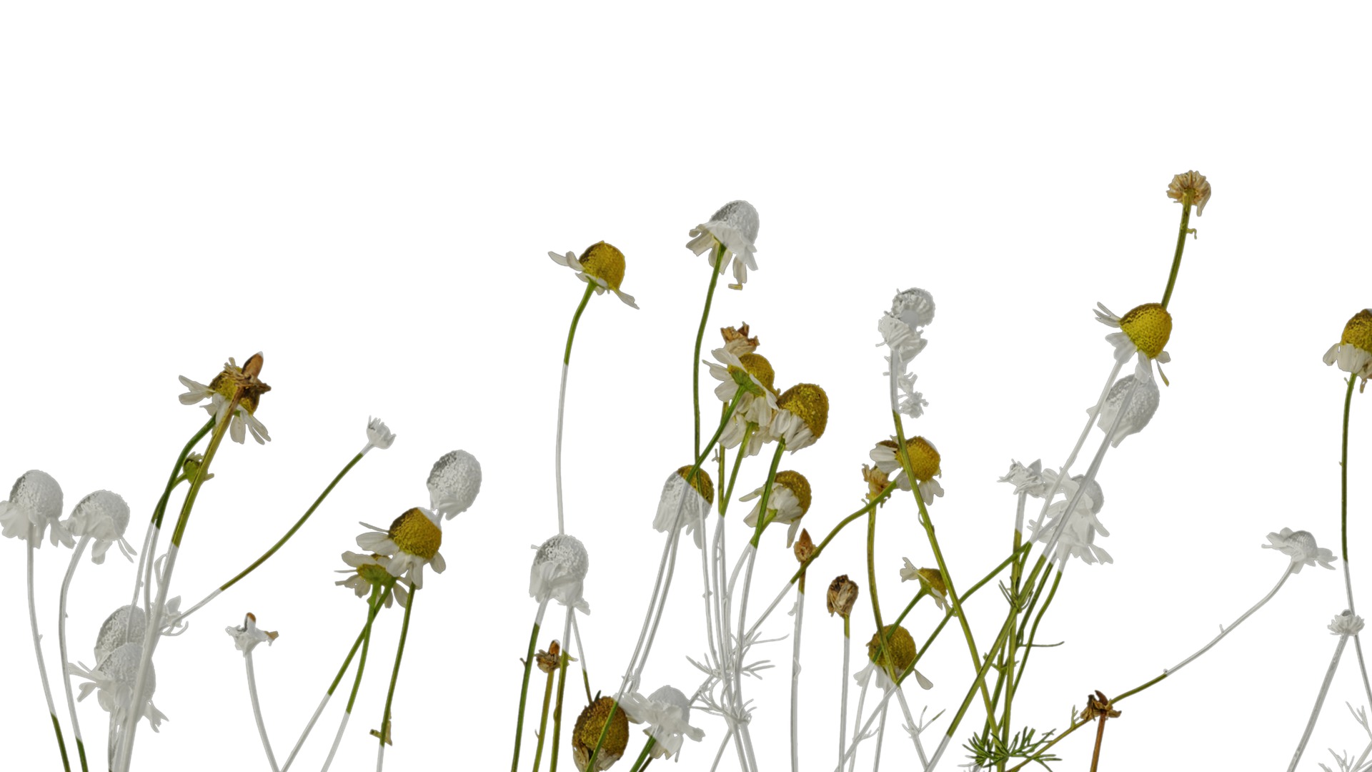 Anydrafts Matricaria recutita Atlas 02 Texture_1