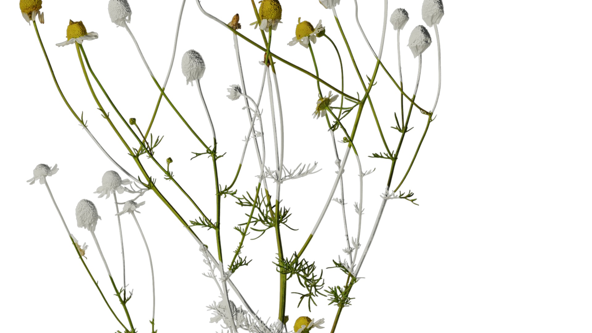 Anydrafts Matricaria recutita Atlas 02 Texture_2