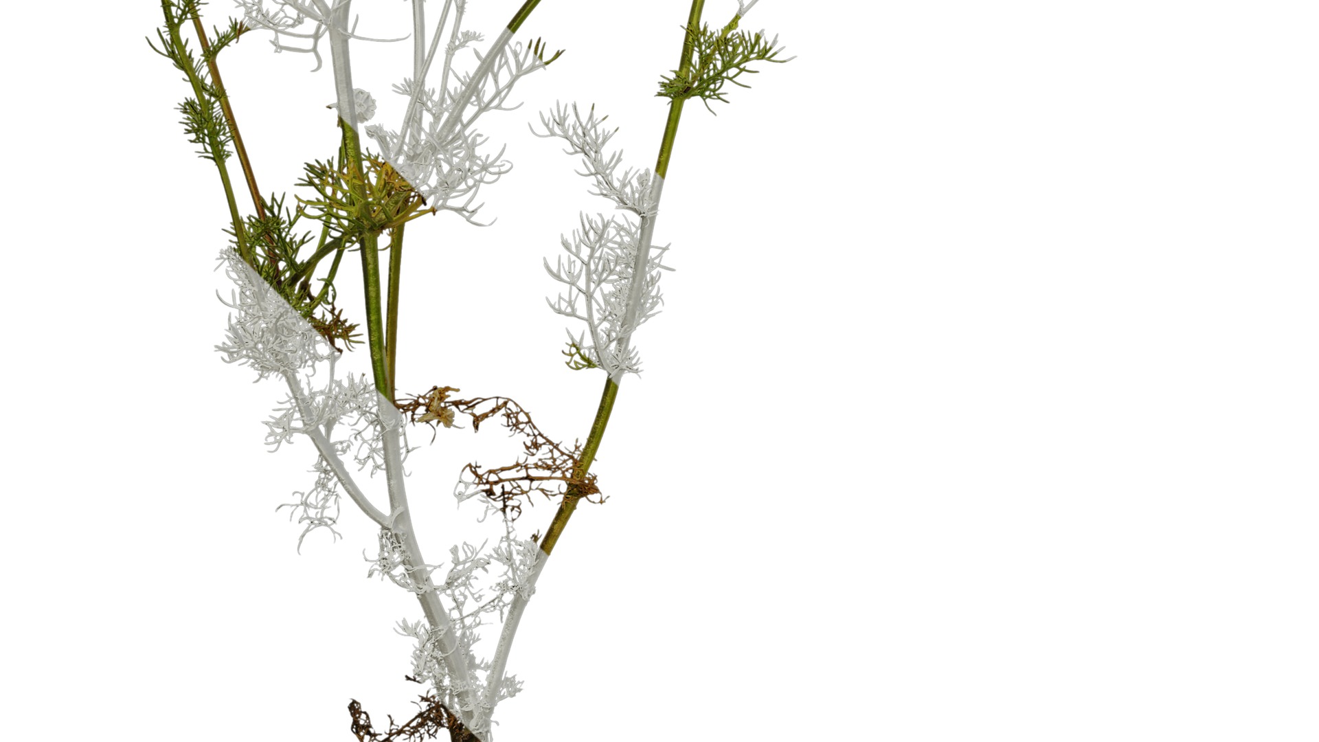 Anydrafts Matricaria recutita Atlas 02 Texture_5