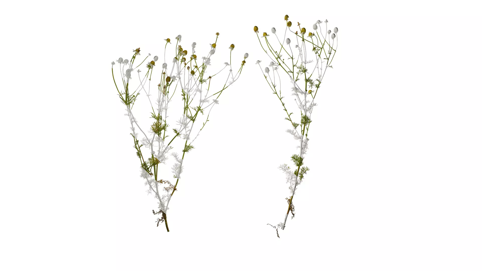 Anydrafts Matricaria recutita Atlas 02 Texture_0