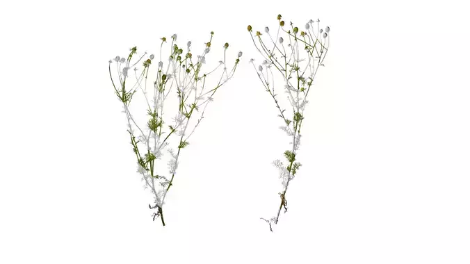 Anydrafts Matricaria recutita Atlas 02