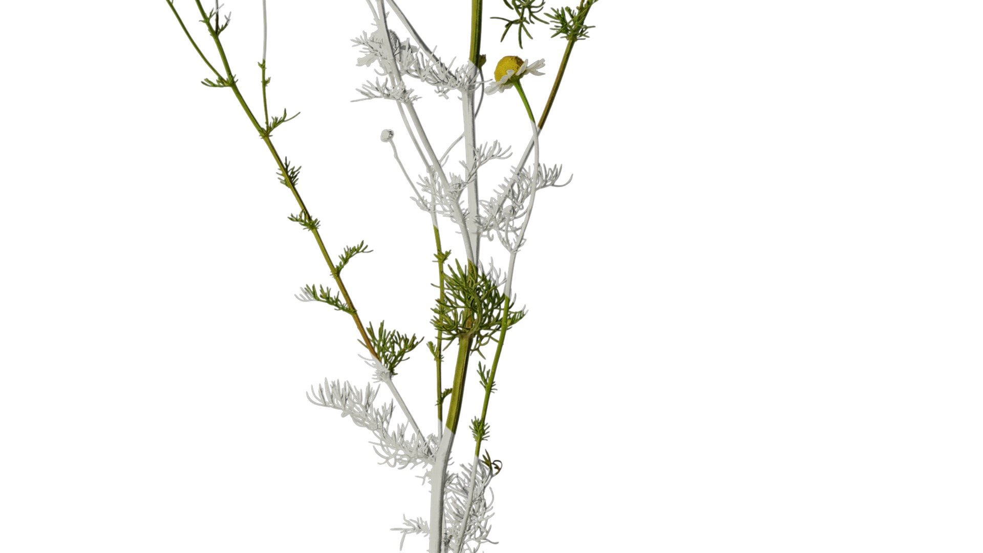 Anydrafts Matricaria recutita Atlas 02 Texture_4