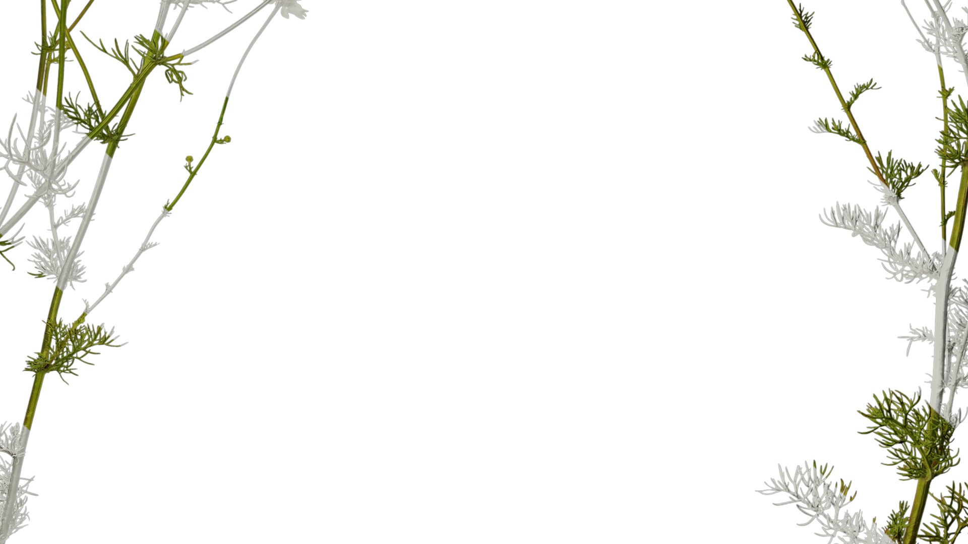 Anydrafts Matricaria recutita Atlas 02 Texture_7