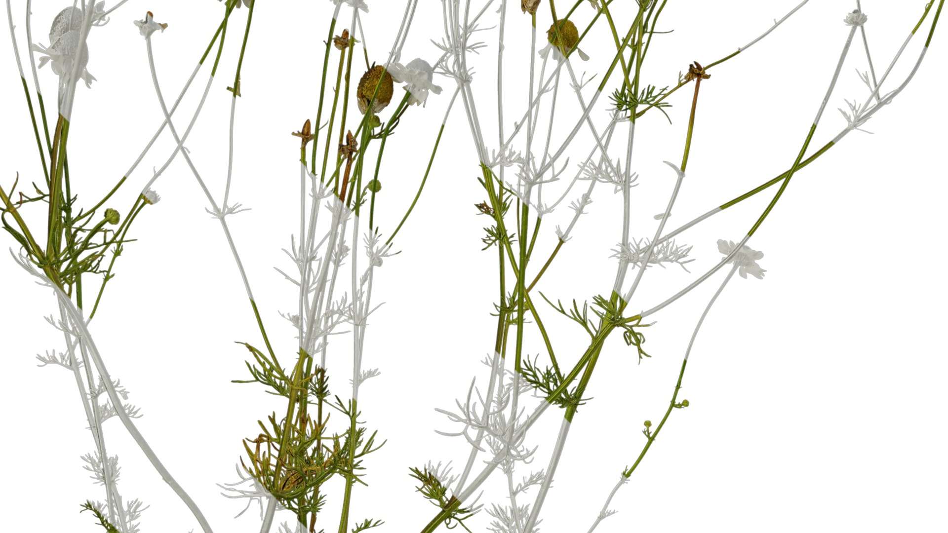 Anydrafts Matricaria recutita Atlas 02 Texture_3