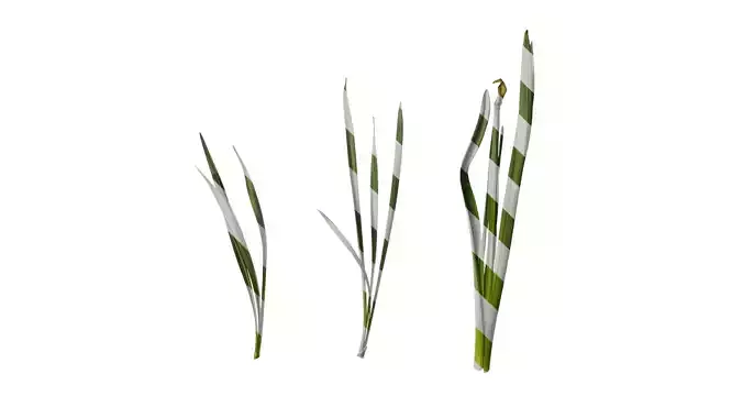 Anydrafts Narcissus pseudonarcissus Leaf 01