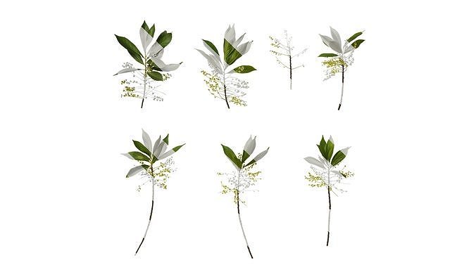 Anydrafts Elaeocarpus sylvestris Atlas 07 Texture