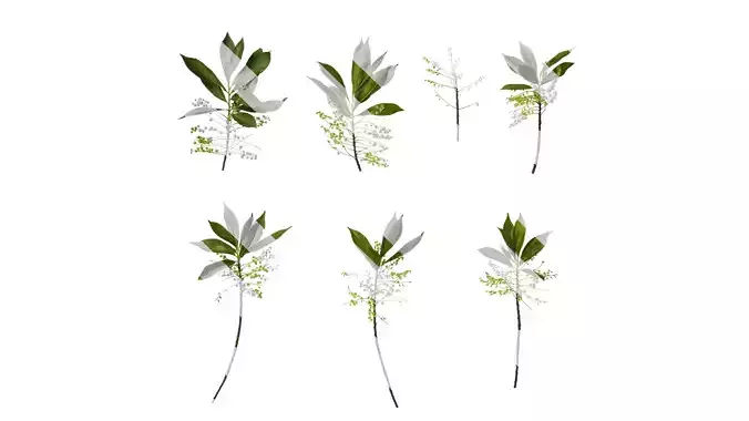 Anydrafts Elaeocarpus sylvestris Atlas 07