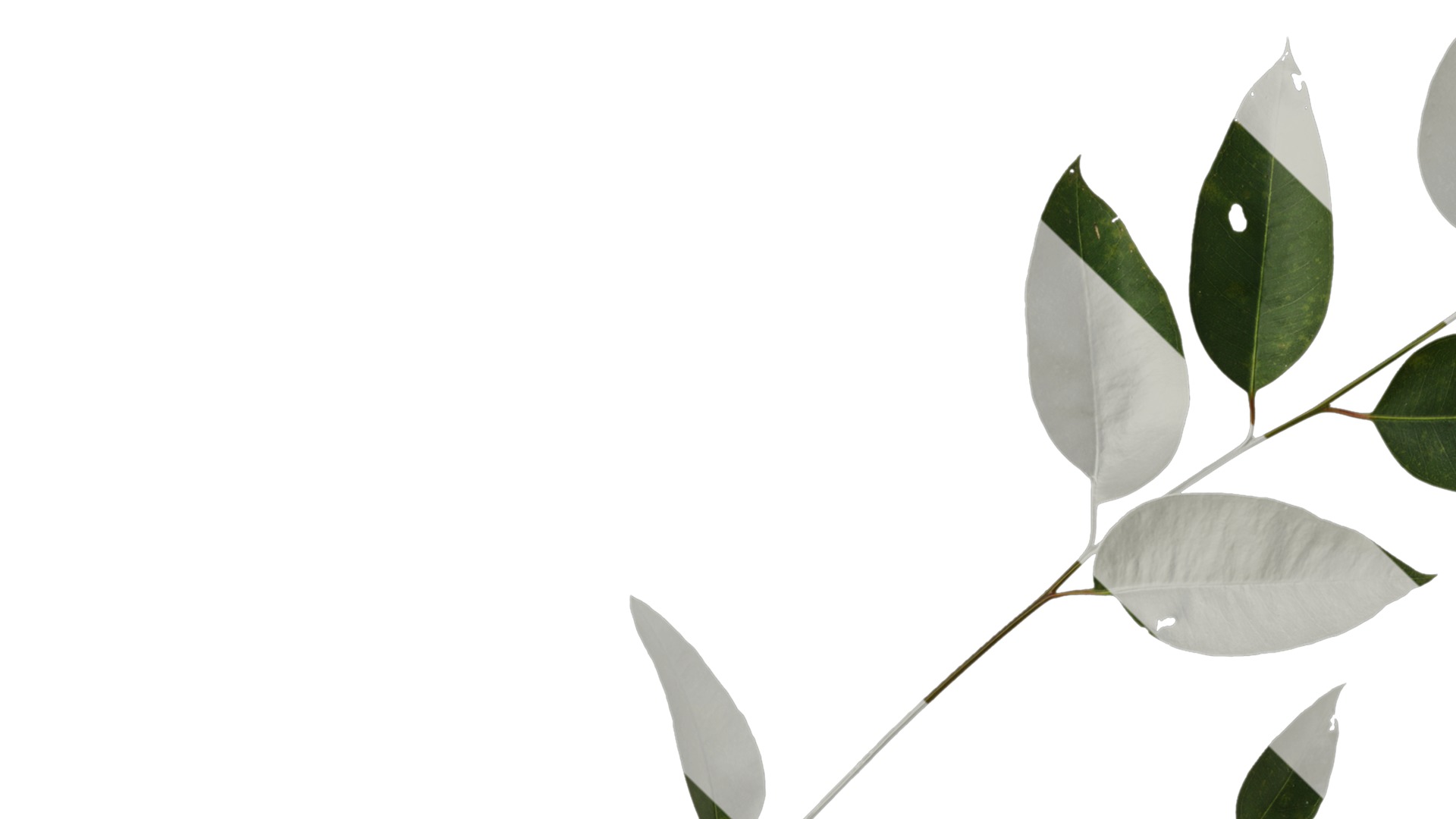 Anydrafts Eucalyptus platyphylla Atlas 11 Texture_1