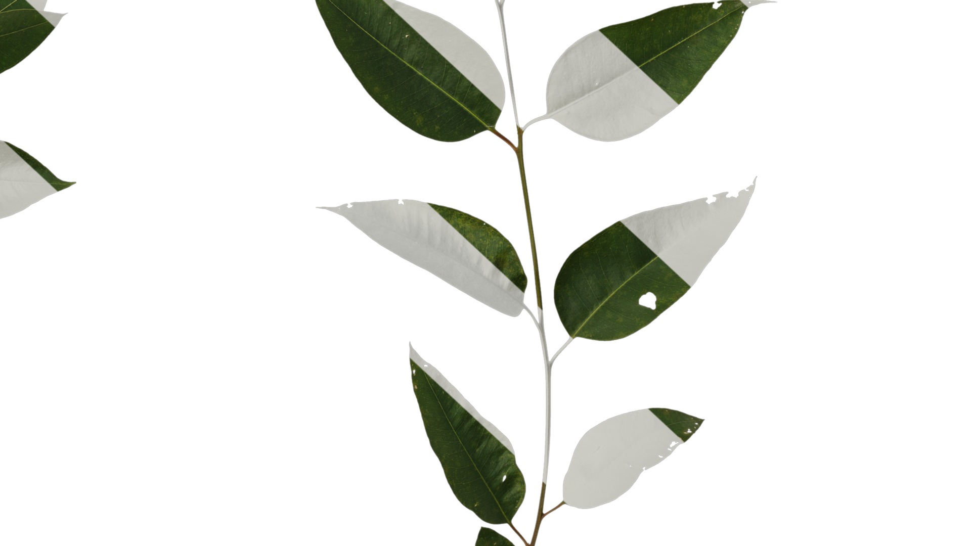 Anydrafts Eucalyptus platyphylla Atlas 11 Texture_6