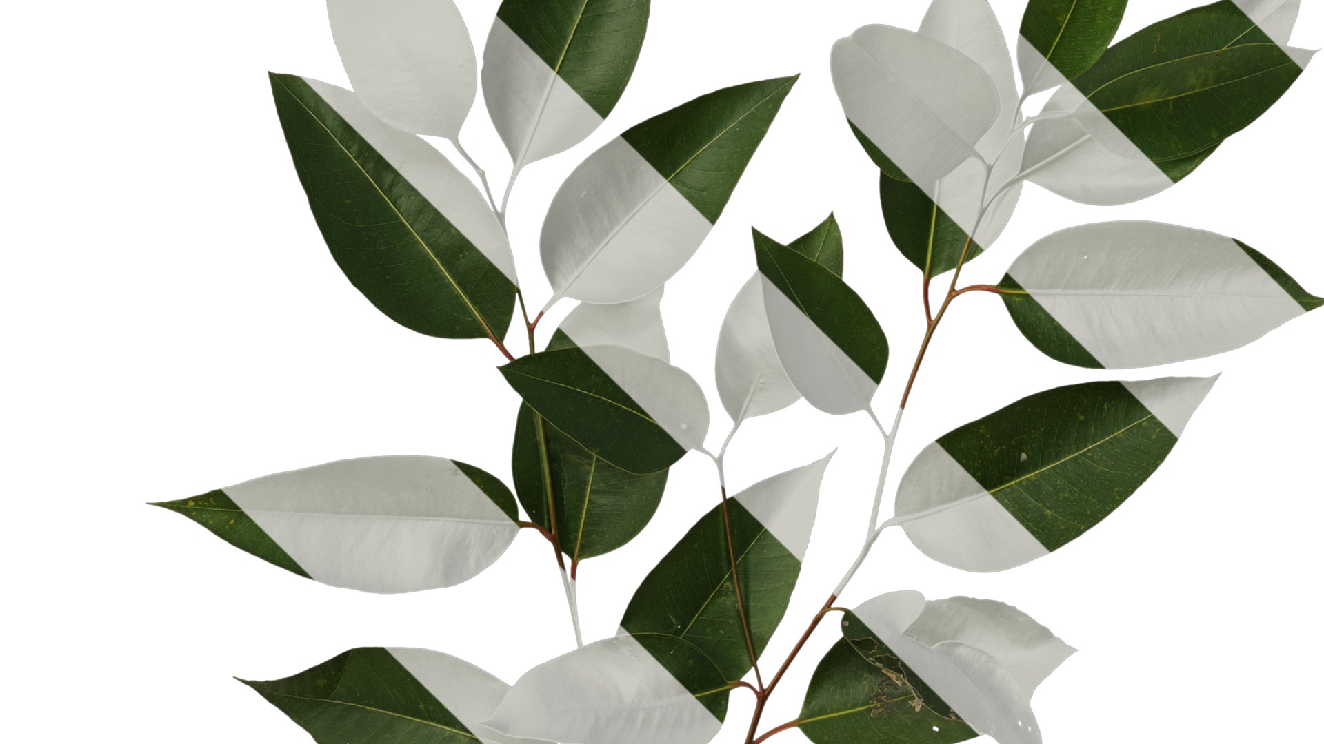 Anydrafts Eucalyptus platyphylla Atlas 11 Texture_5