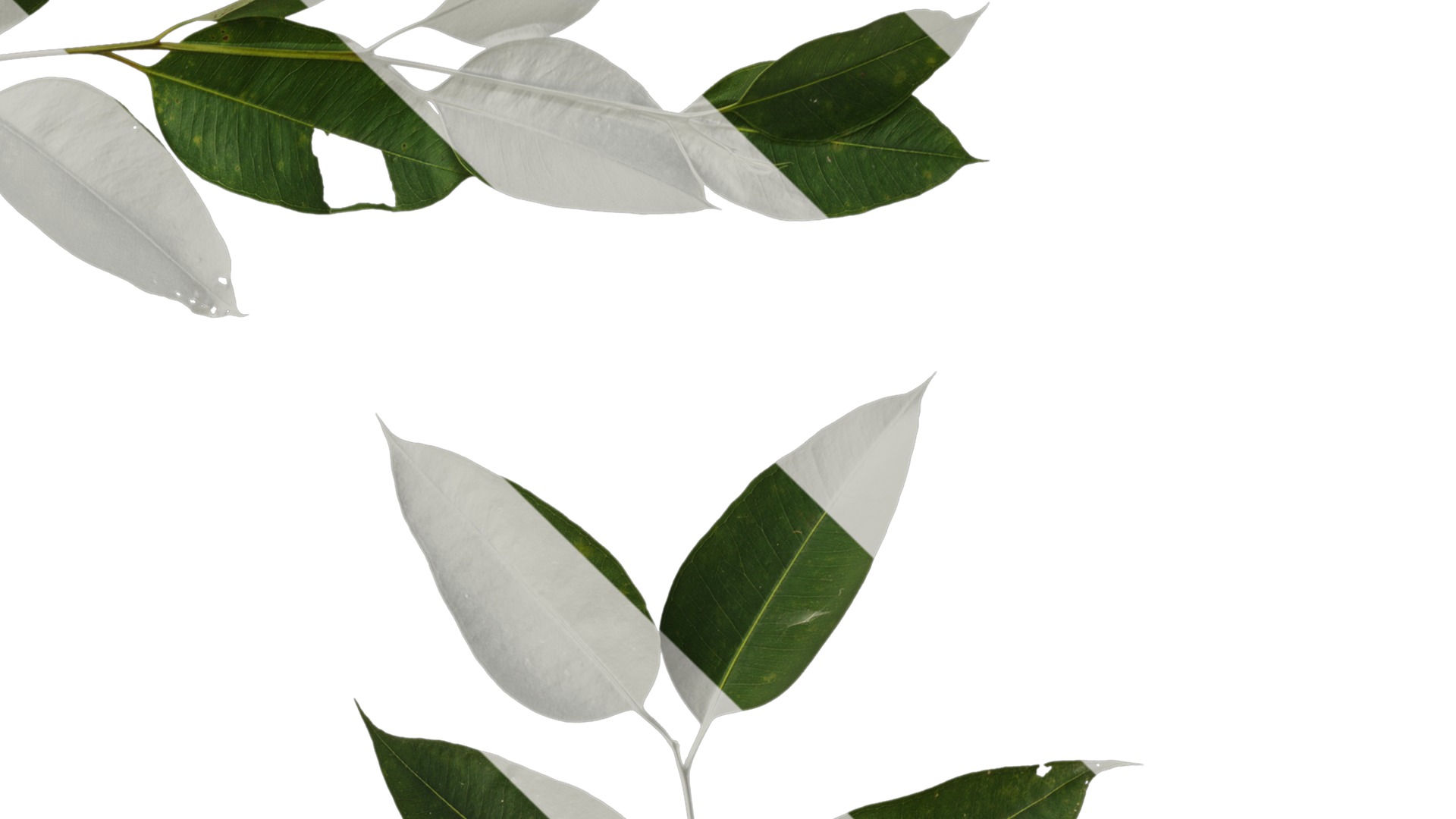 Anydrafts Eucalyptus platyphylla Atlas 11 Texture_4
