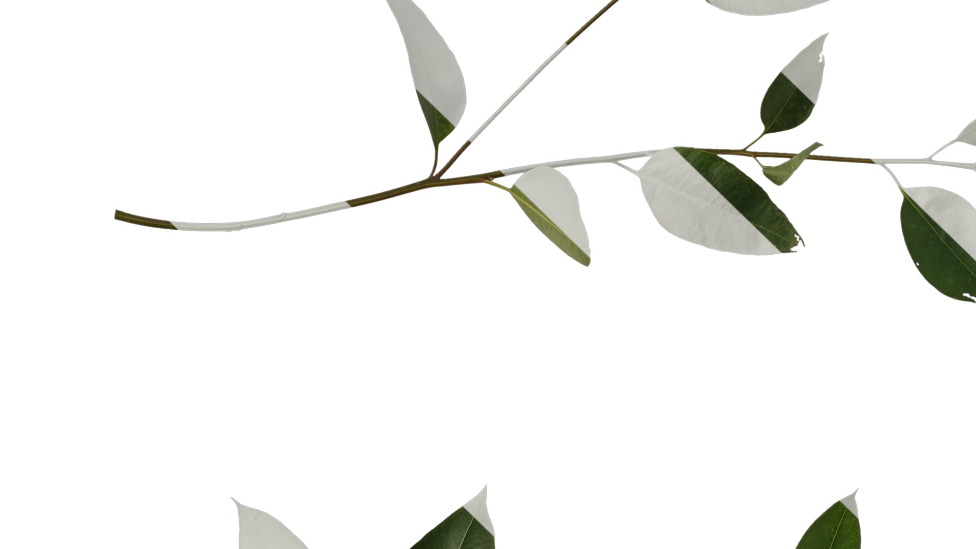 Anydrafts Eucalyptus platyphylla Atlas 11 Texture_3