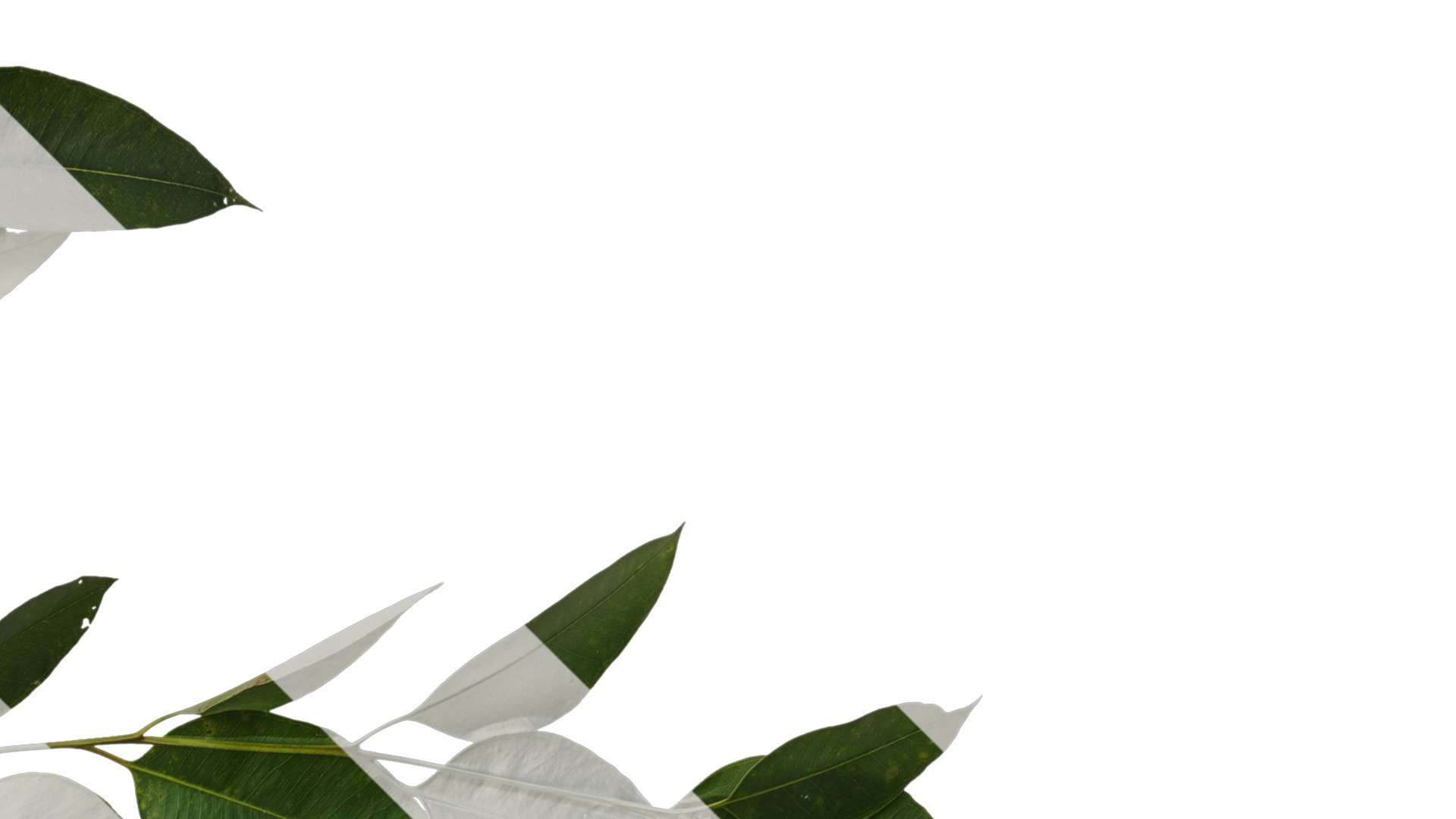 Anydrafts Eucalyptus platyphylla Atlas 11 Texture_2