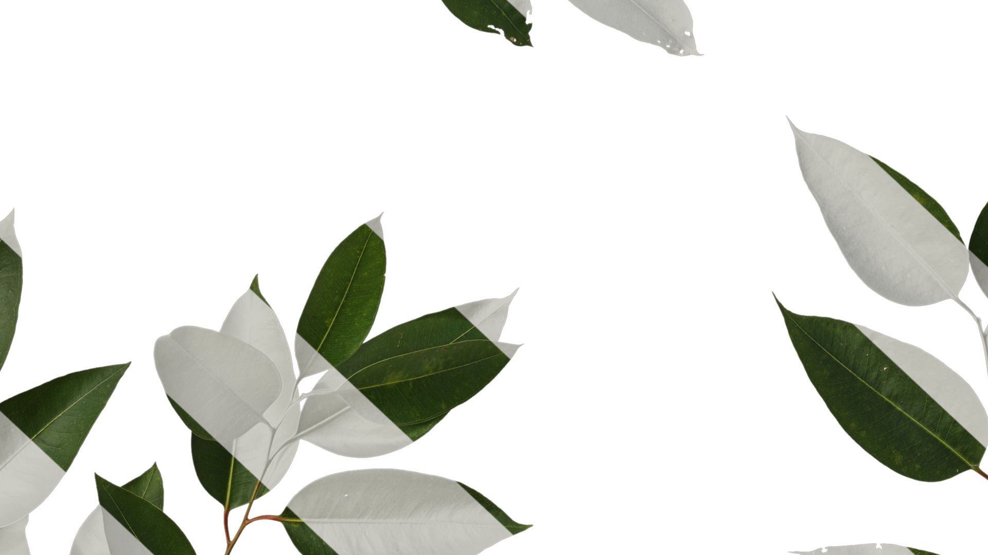 Anydrafts Eucalyptus platyphylla Atlas 11 Texture_7