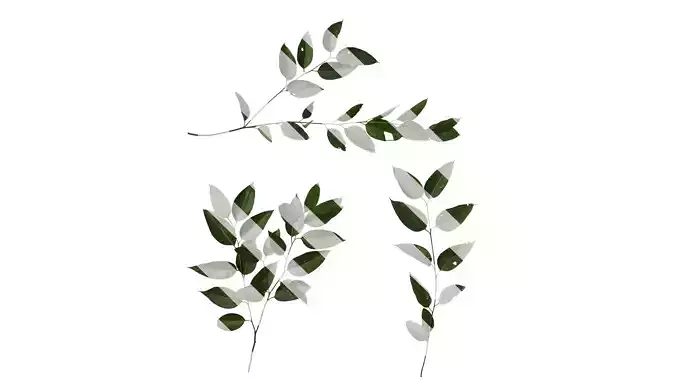 Anydrafts Eucalyptus platyphylla Atlas 11