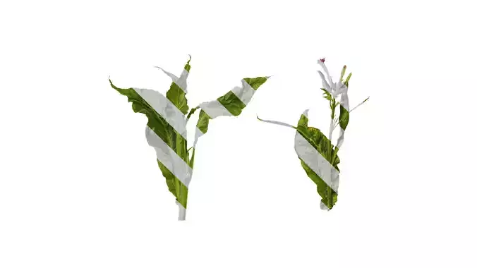 Anydrafts Nicotiana tabacum Atlas 05